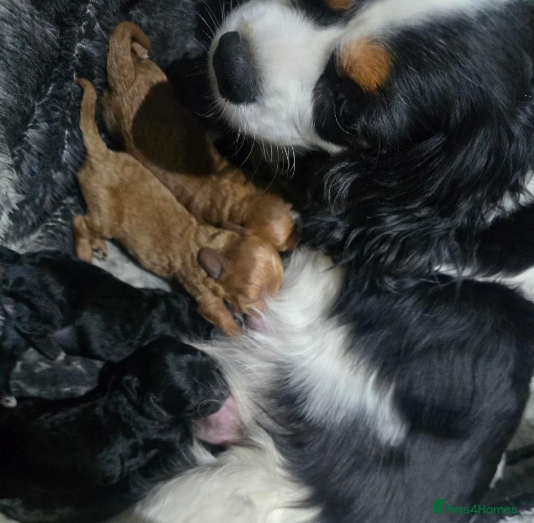 Cavapoo dogs for sale: 🩷🩵SMALL TOY🐶CAVAPOO PUPS🐶HEALTH DNA TESTED🩵🩷 - Advert 10