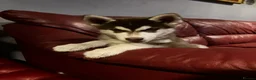 Siberian Husky dogs for sale: Beautiful Purebred Red Siberian Husky Girls - Advert 31