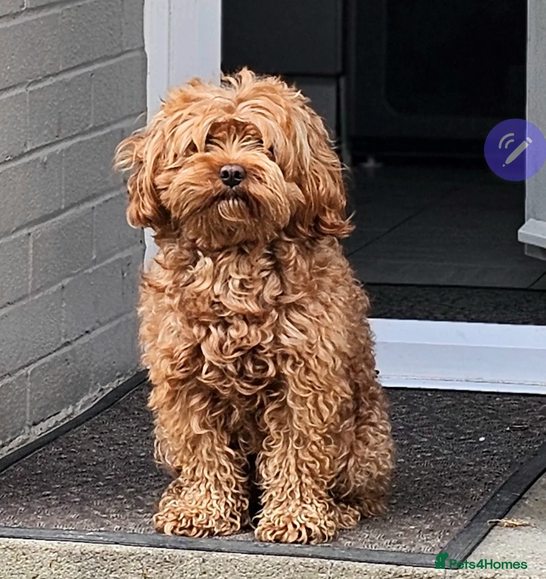 Cavapoo dogs for stud: Arlo for stud - Advert 9