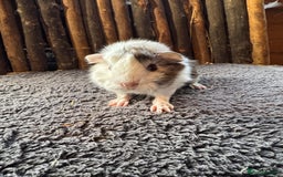 Mouse rodents for sale: Baby Guinea Pigs - Image 3
