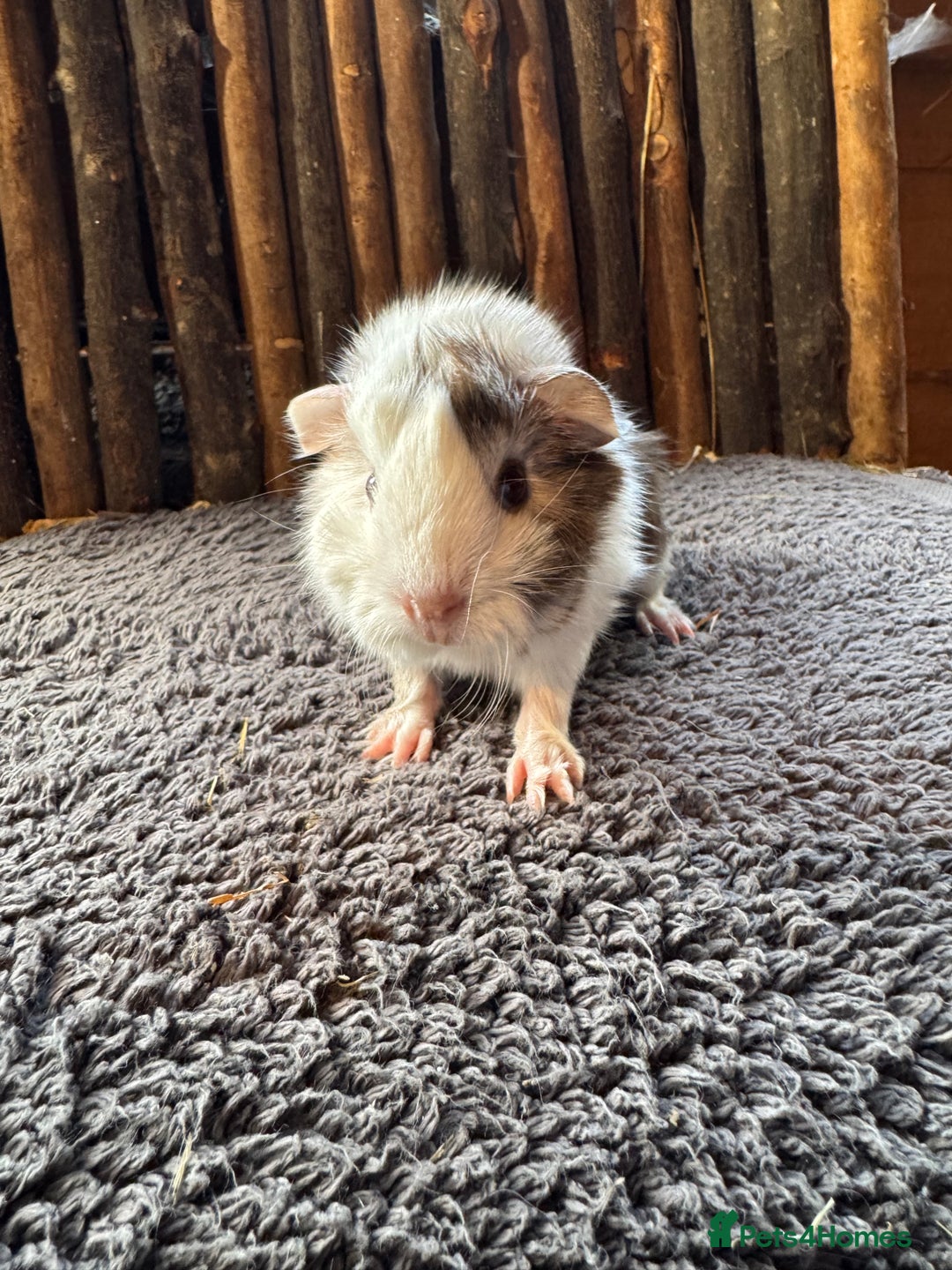 Mouse rodents for sale: Baby Guinea Pigs - Image 3
