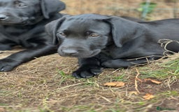 Labrador Retriever dogs for sale: 🐾Ready Now🐾Black Male FTCH Pedigree Forward Pups - Image 22