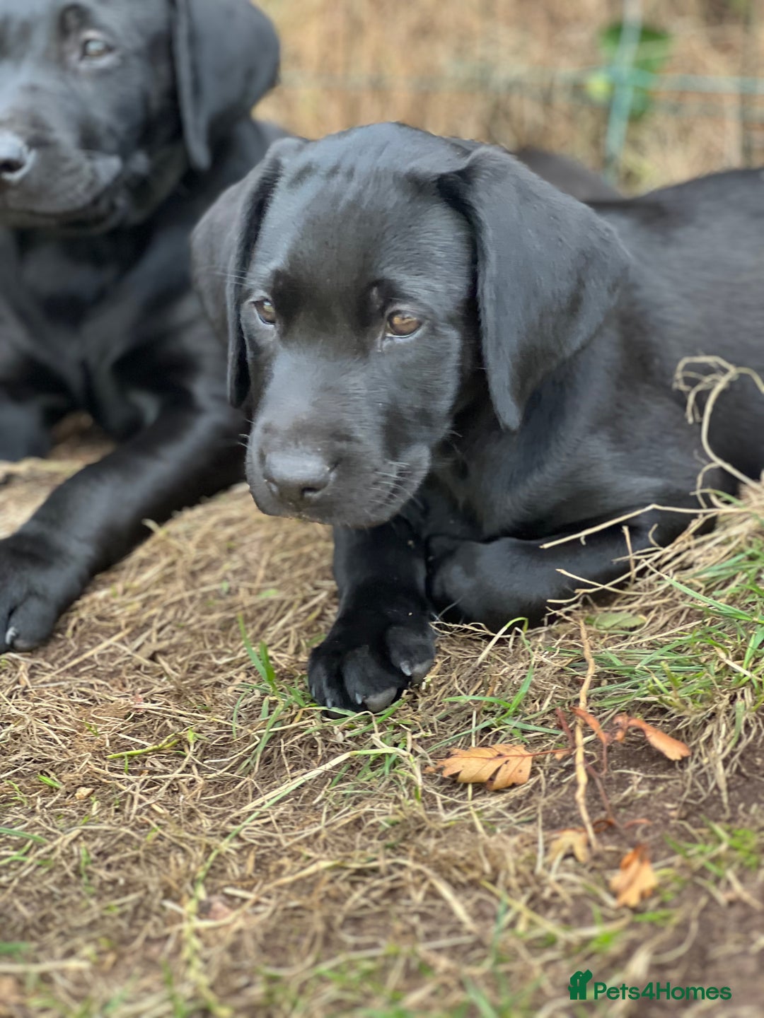 Labrador Retriever dogs for sale: 🐾Ready Now🐾Black Male FTCH Pedigree Forward Pups - Image 22