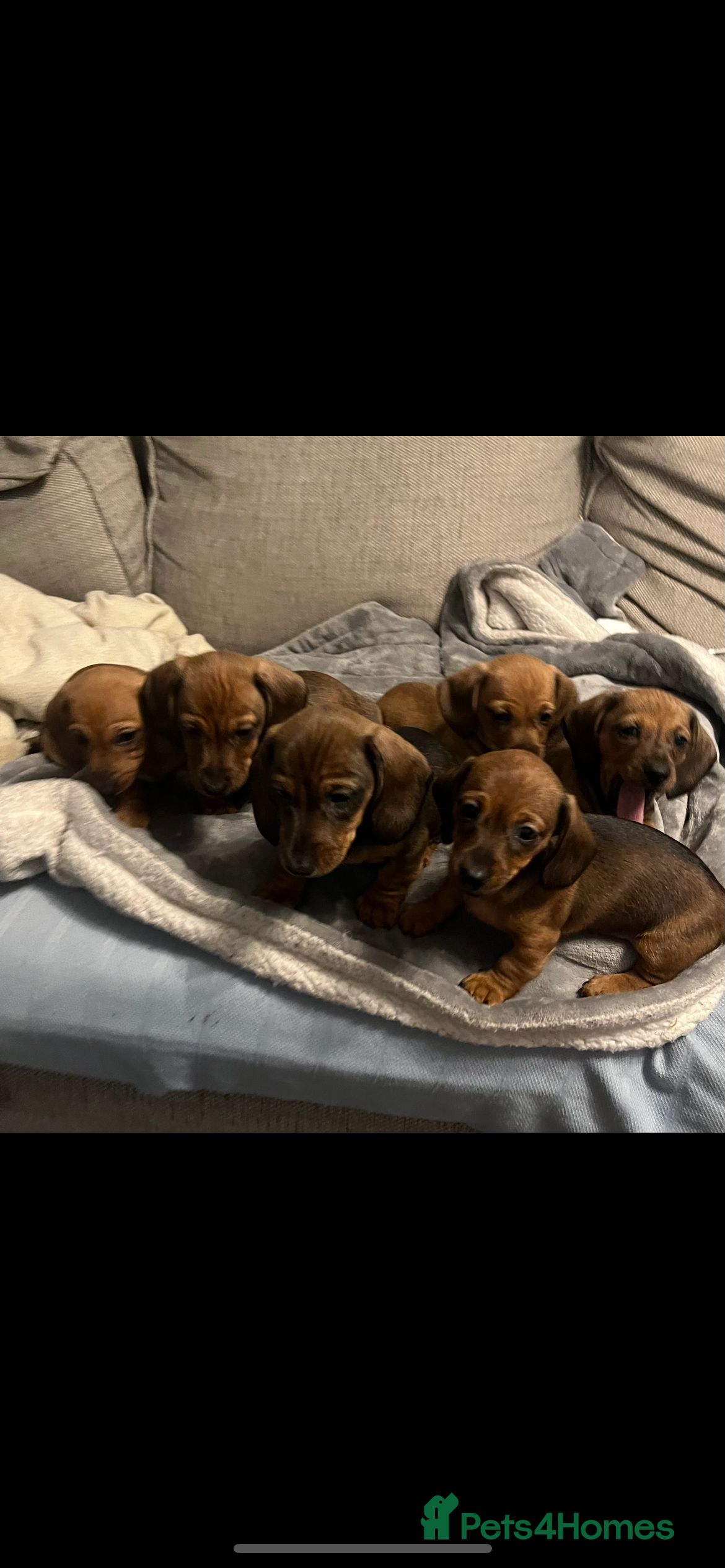 Dachshund dogs Red shaded dachshund puppies  - Advert 3
