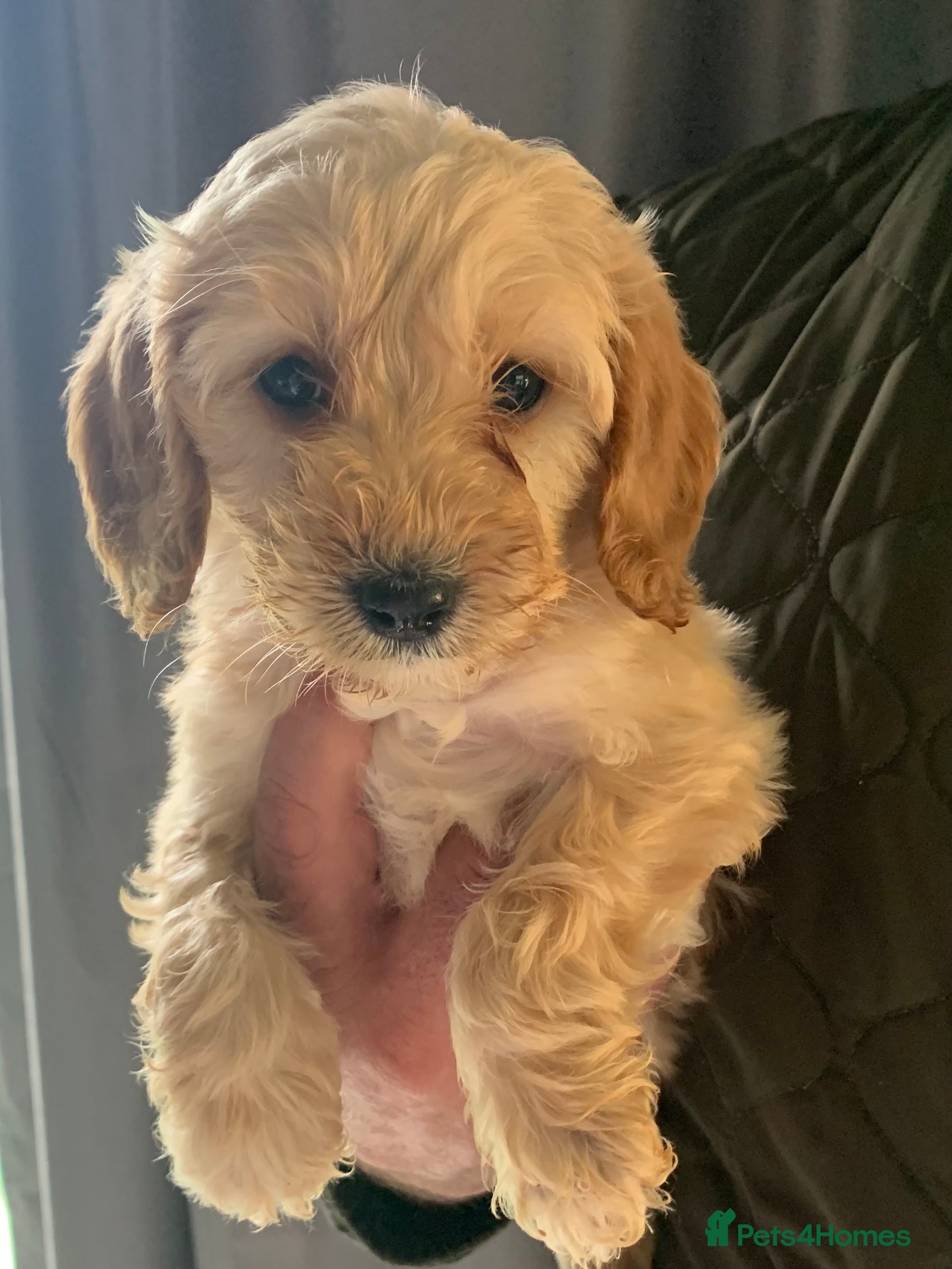 Cockapoo dogs  f1b cockapoo puppies dna clear ready now 2 left  - Advert 12