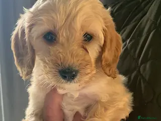 Cockapoo dogs f1b cockapoo puppies dna clear ready now 2 left - Advert 12