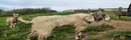 Goats livestock for sale: Pedigree Anglo Nubian Buck for sale in Carmarthen - Advert 2