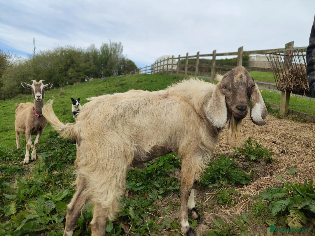 Goats livestock for sale: Pedigree Anglo Nubian Buck for sale in Carmarthen - Advert 2