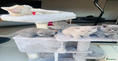 British Shorthair cats - Advert 9