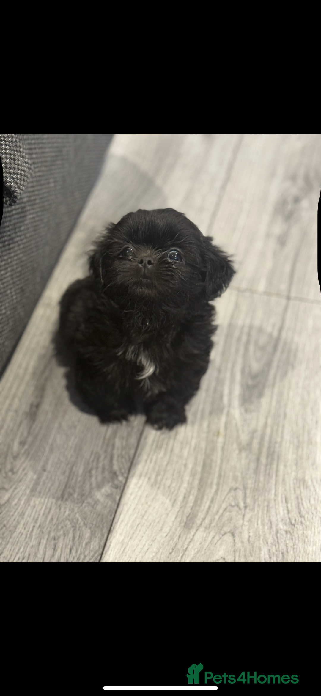 Shih Tzu dogs for sale: Saving the best until last  - Advert 3