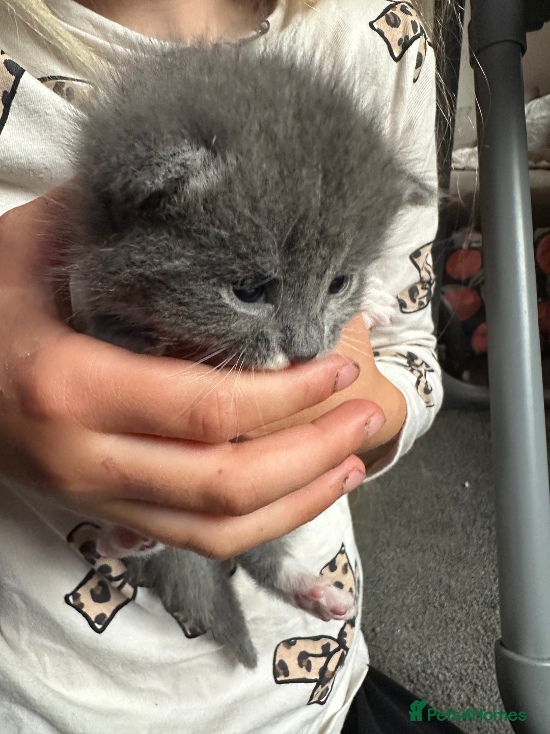 Mixed Breed cats for sale: 3 beautiful greys and a stunning cream kitten - Image 14