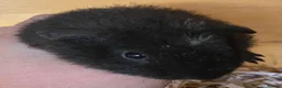 Guinea Pig rodents for sale: Pure bred Teddy boys/boars - Advert 7