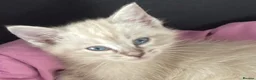 Ragdoll cats for sale: Beautiful Ragdoll x Siamese kittens - Advert 6