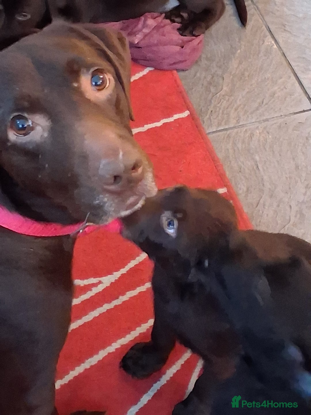 Labrador Retriever dogs for sale: Stunning big pedigree labrador puppies - Advert 22