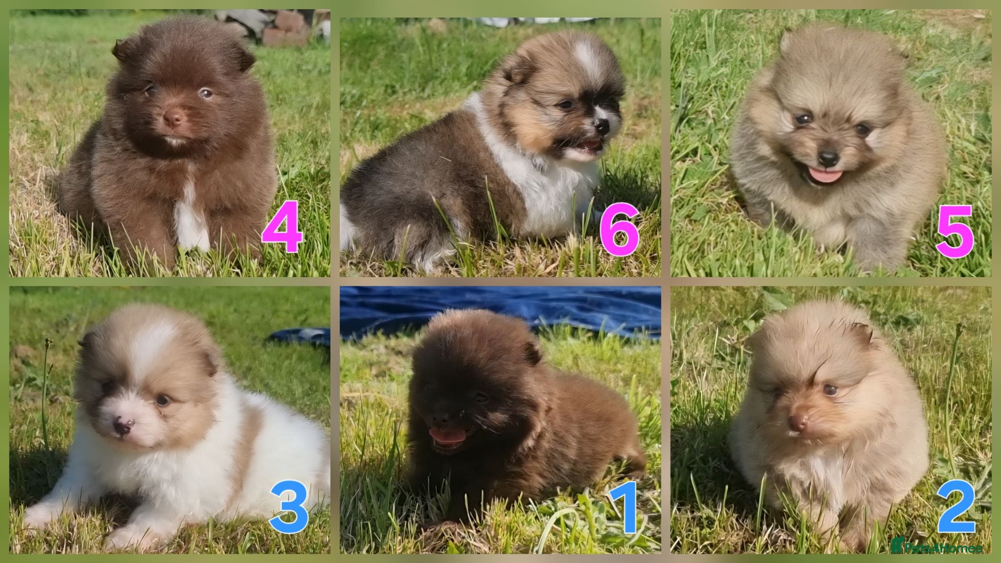 Pomeranian dogs 🐾🌟 Beautiful Pomeranian Puppies 🌟🐾 - Advert 1