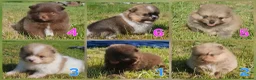 Pomeranian dogs for sale: 🐾🌟 Beautiful Pomeranian Puppies 🌟🐾 - Advert 1