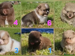 Pomeranian dogs 🐾🌟 Beautiful Pomeranian Puppies 🌟🐾 - Advert 1
