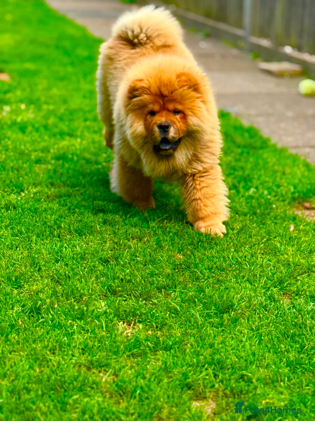 Chow Chow dogs for sale: All good in Harrow - Advert 1