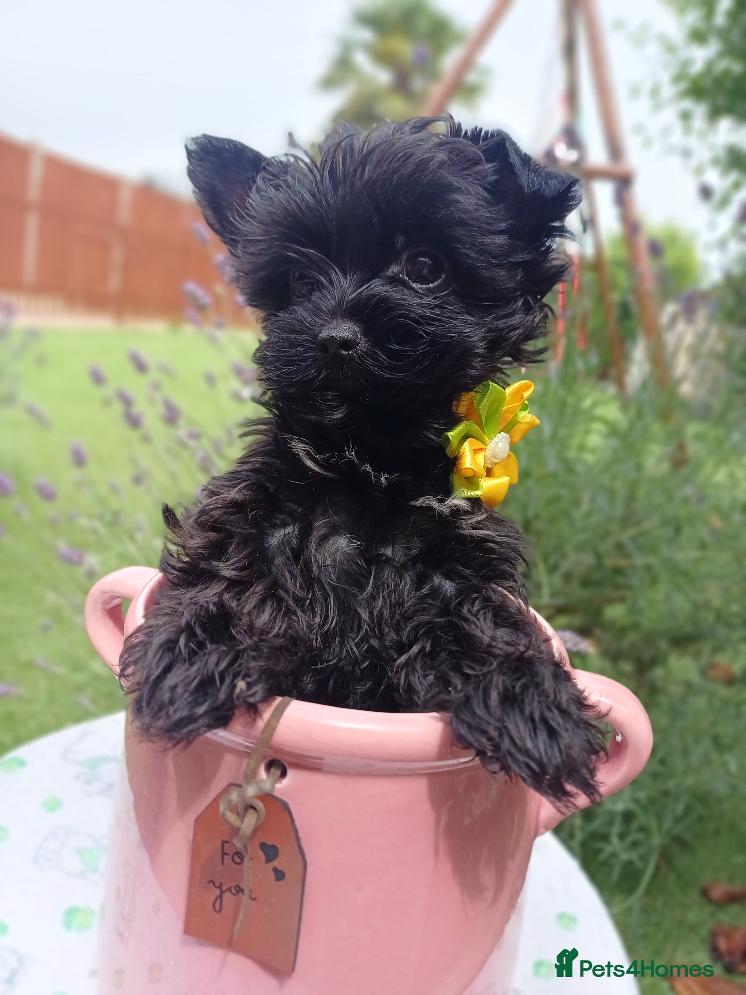 Yorkshire Terrier dogs Mini Black Yorkshire Terrier puppies 🐶  - Advert 1