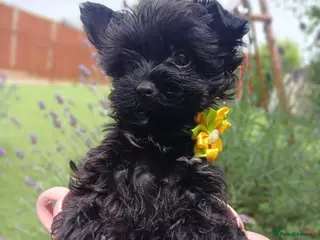 Yorkshire Terrier dogs Mini Black Yorkshire Terrier puppies 🐶 - Advert 1
