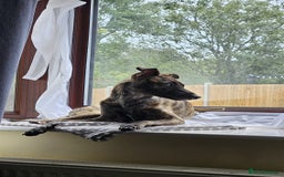 Mixed Breed dogs for sale: Whippet x lakeland terrier - Image 9