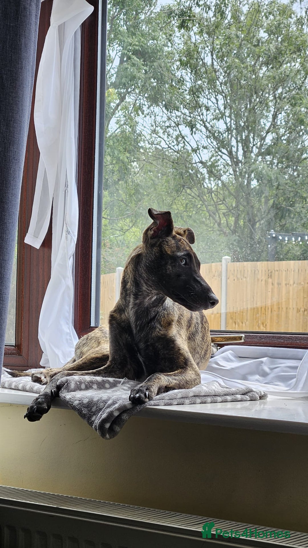 Mixed Breed dogs for sale: Whippet x lakeland terrier - Image 9