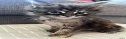 Maine Coon cats for sale: 5 Beautiful half Maine coon kittens  in Aldershot - Advert 25