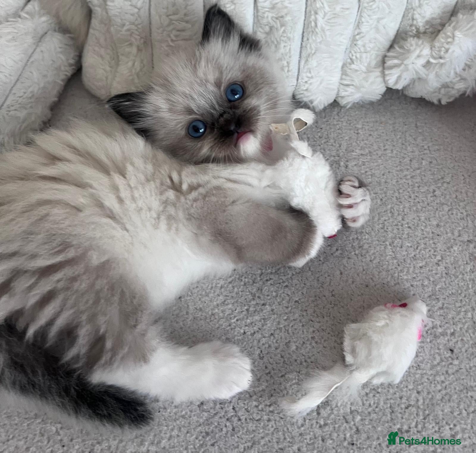 Ragdoll cats Gorgeous seal Ragdoll kittens for sale - Advert 1