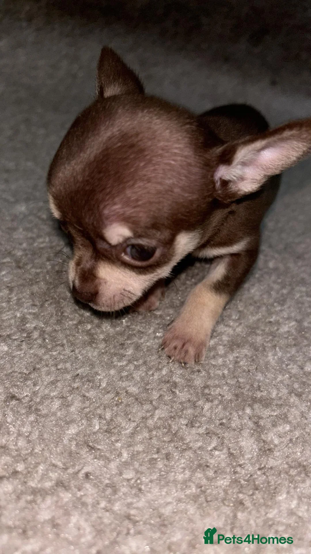 Chihuahua dogs for sale: Gorgeous Boy Chihuahua  - Advert 6