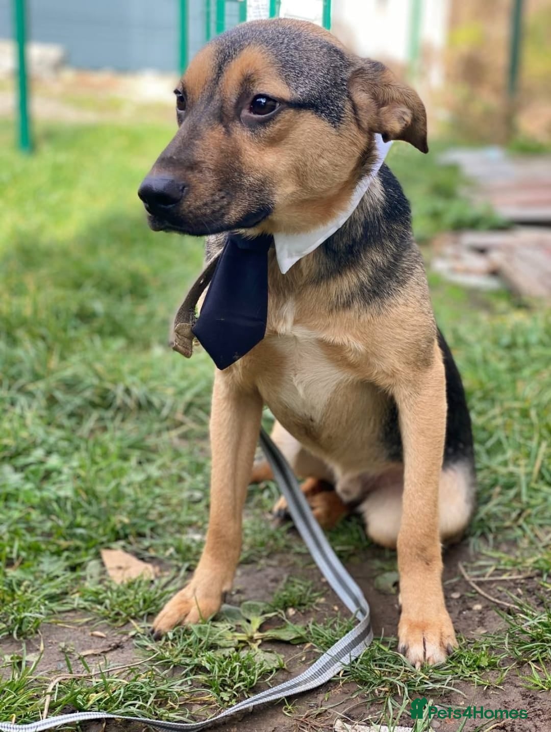 Mixed Breed dogs 💙MOZART-low medium 1 yo boy looking for safety💙 - Advert 1