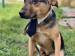 Mixed Breed dogs 💙MOZART-low medium 1 yo boy looking for safety💙 - Advert 1