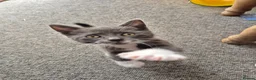 Mixed Breed cats for sale: Beautiful Gray male kitten in Bournemouth - Advert 2