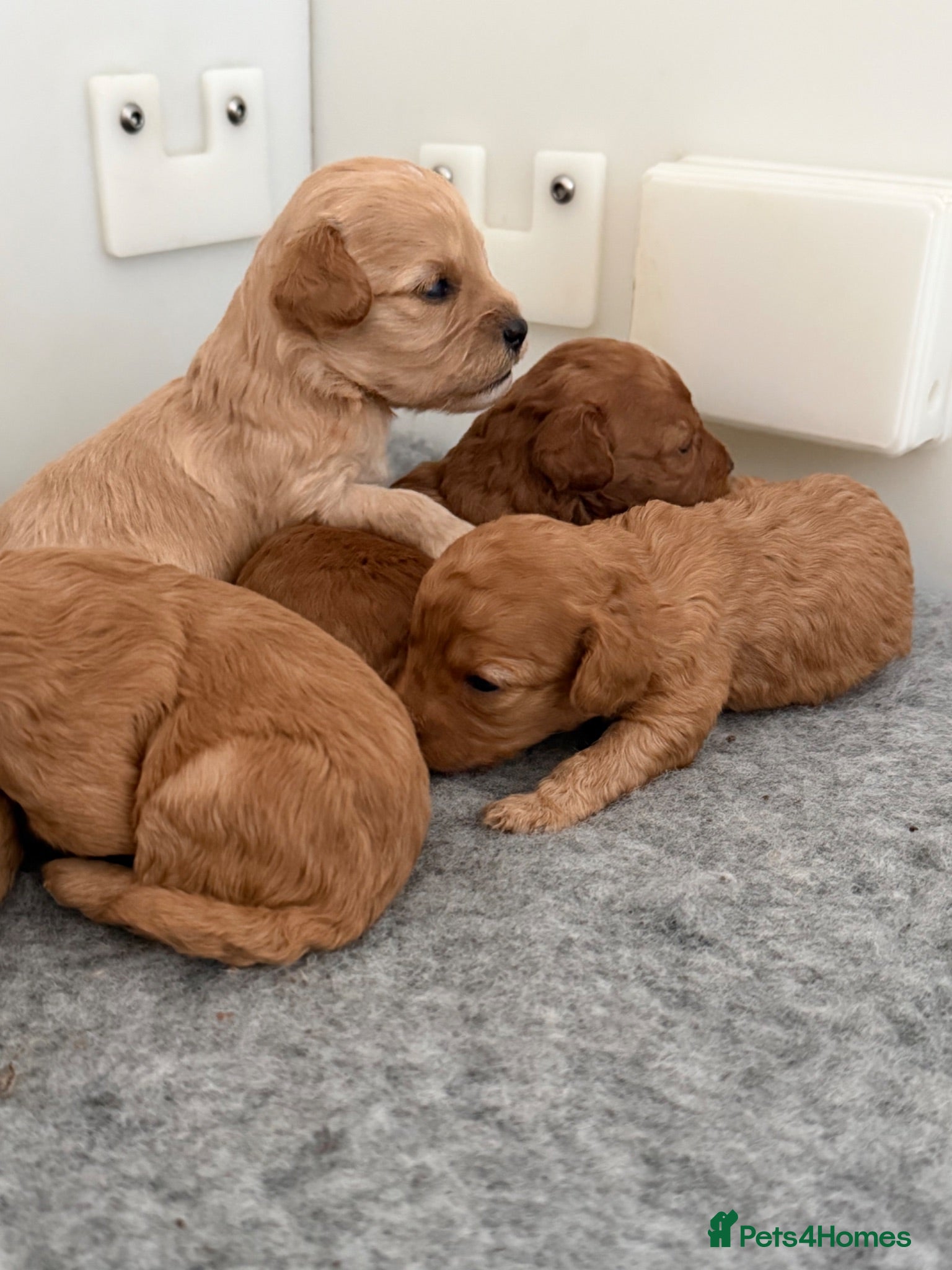 Cavapoo dogs F1B Cavapoo Puppies  - Advert 17