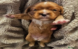 Cavalier King Charles Spaniel dogs for sale: Cavalier king charles spaniel puppies  - Advert 4
