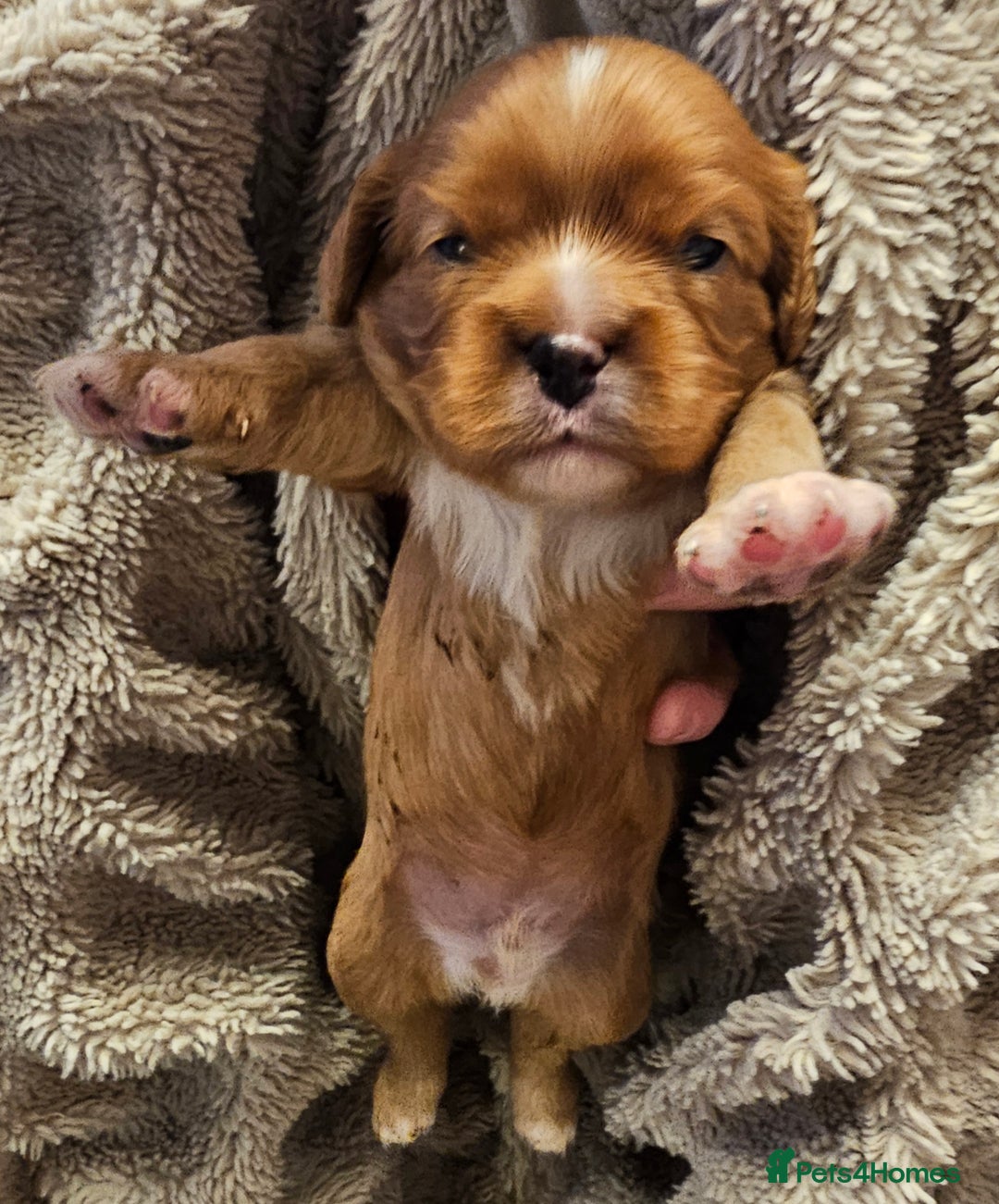 Cavalier King Charles Spaniel dogs for sale: Cavalier king charles spaniel puppies  - Advert 4