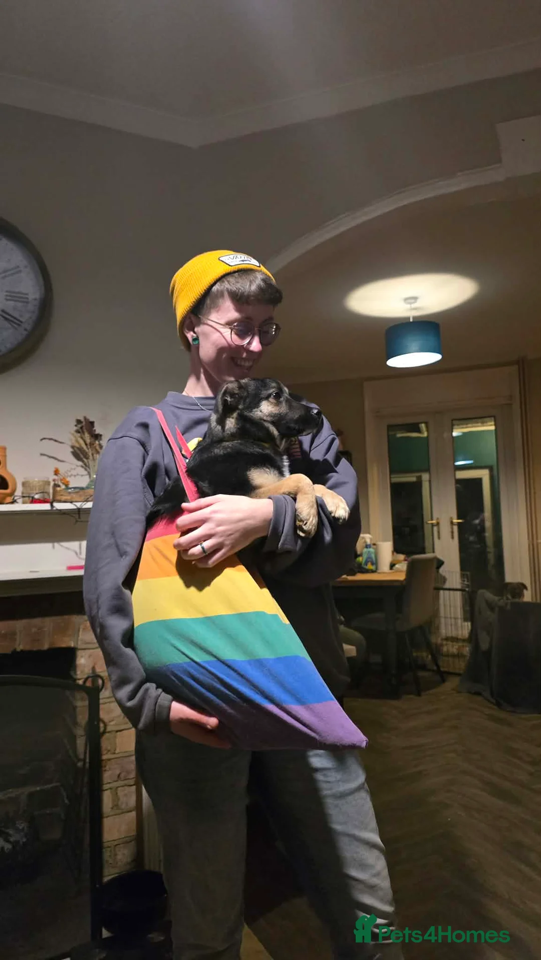 Mixed Breed dogs for adoption: Roquefort for Adoption!  - Advert 12