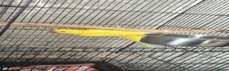 Ringnecks birds for sale: Indian ringneck in High Wycombe - Advert 1