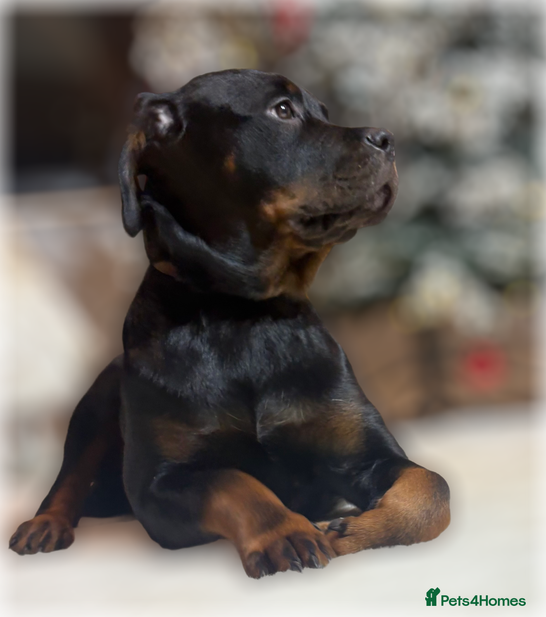 Rottweiler dogs for sale: ROTTWEILER PUPPIES. KC REGISTERED. FREE INSURANCE. - Advert 13