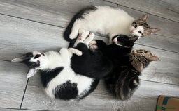 British Shorthair cats for sale: Playful kittens ready for loving homes - Image 1