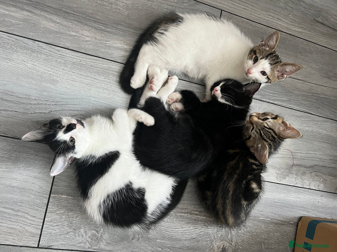 British Shorthair cats for sale: Playful kittens ready for loving homes - Image 1
