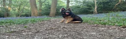 German Shepherd dogs for stud: German Shepherd Stud - Advert 7