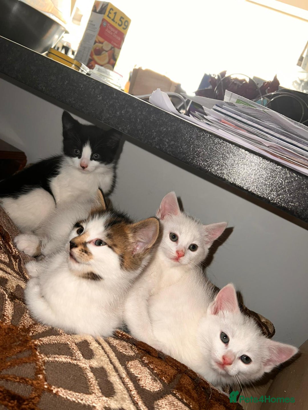 Russian Blue cats for sale: Mixed-breed kittens - Advert 2