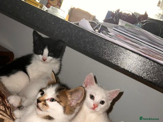 Russian Blue cats Mixed-breed kittens - Advert 1