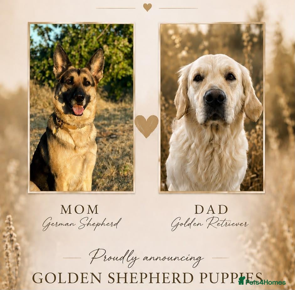 Golden Shepherd dogs Golden shepherd puppies 🐾 - Advert 6