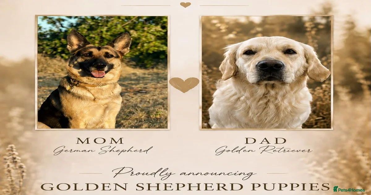 German shepherd cross Puppies for sale | Pets4Homes