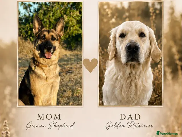 Golden Shepherd dogs Golden shepherd puppies 🐾 - Advert 19