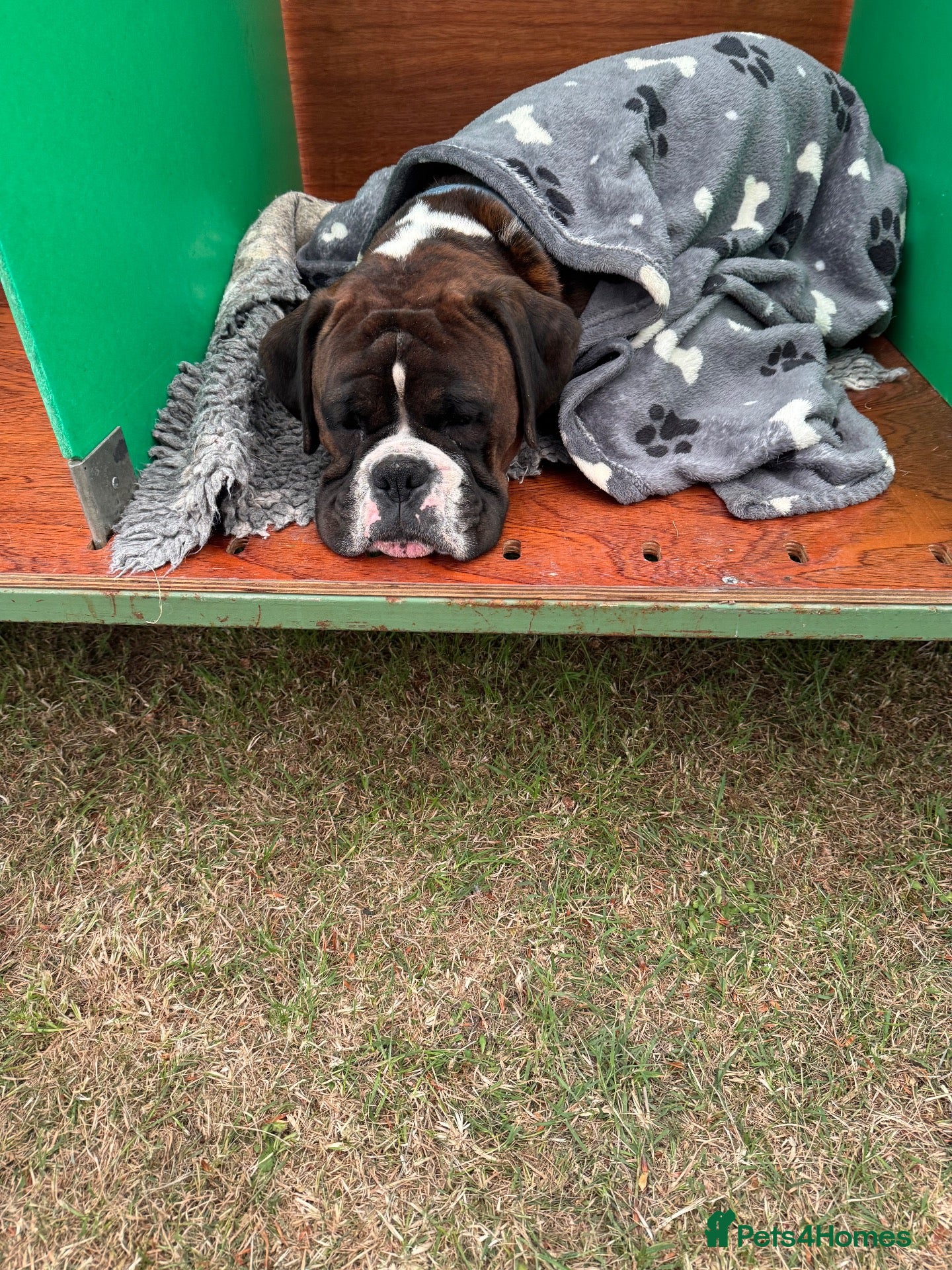 Boxer dogs Beautiful pedigree male Boxer - Advert 2
