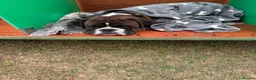 Boxer dogs for sale: Beautiful pedigree male Boxer - Advert 2