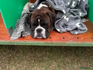 Boxer dogs Beautiful pedigree male Boxer - Advert 2