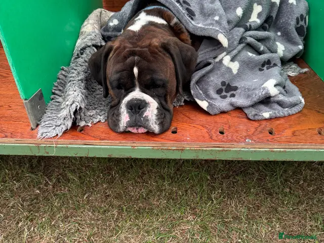 Boxer dogs Beautiful pedigree male Boxer - Advert 2